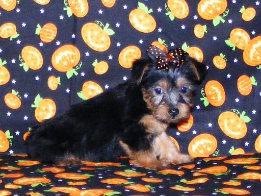 COOKIE