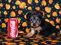 AS SWEET AS A COOKIE !!